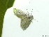  ( - CLV47906)  @11 [ ] CreativeCommons - Attribution Non-Commercial Share-Alike (2024) Carlos Lopez Vaamonde Institut de Recherche sur la Biologie de l'Insecte