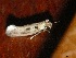  ( - CLV47939)  @11 [ ] CreativeCommons - Attribution Non-Commercial Share-Alike (2024) Carlos Lopez Vaamonde Institut de Recherche sur la Biologie de l'Insecte