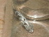  ( - CLV47949)  @11 [ ] CreativeCommons - Attribution Non-Commercial Share-Alike (2024) Carlos Lopez Vaamonde Institut de Recherche sur la Biologie de l'Insecte