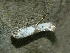  ( - CLV48029)  @11 [ ] CreativeCommons - Attribution Non-Commercial Share-Alike (2025) Carlos Lopez Vaamonde Institut de Recherche sur la Biologie de l'Insecte
