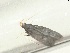  ( - CLV48019)  @11 [ ] CreativeCommons - Attribution Non-Commercial Share-Alike (2024) Carlos Lopez Vaamonde Institut de Recherche sur la Biologie de l'Insecte