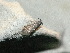  ( - CLV47987)  @11 [ ] CreativeCommons - Attribution Non-Commercial Share-Alike (2025) Carlos Lopez Vaamonde Institut de Recherche sur la Biologie de l'Insecte