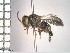  (Augochlorodes - A3_AHP6371)  @11 [ ] CreativeCommons Attribution (by) (2025) P. Alonso-Alonso Julius-Maximilians-Universitat Wuerzburg