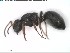  (Camponotus braunsi - DNA_T329)  @11 [ ] © (2024) Thomas Schmitzer Julius-Maximilians-Universität Würzburg