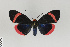  ( - Pe-Arc-0108)  @11 [ ] copyright (2025) Gunnar Brehm Friedrich-Schiller-University Jena