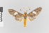  (Trichromia nr sorex - Pe-Arc-3497)  @11 [ ] copyright (2025) Gunnar Brehm Friedrich-Schiller-University Jena