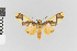  (Trichromia nr patara - Pe-Arc-3843)  @11 [ ] copyright (2025) Gunnar Brehm Friedrich-Schiller-University Jena
