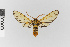  (Laemocharis check_profusa - Pe-Arc-3874)  @11 [ ] copyright (2025) Gunnar Brehm Friedrich-Schiller-University Jena