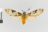  (Halysidota nr underwoodi - Pe-Arc-3879)  @11 [ ] copyright (2025) Gunnar Brehm Friedrich-Schiller-University Jena