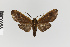  (Onythes pallidicosta gr - Pe-Arc-3889)  @11 [ ] copyright (2025) Gunnar Brehm Friedrich-Schiller-University Jena