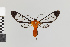  (Cosmosoma nr. batesii - Pe-Arc-3911)  @11 [ ] copyright (2025) Gunnar Brehm Friedrich-Schiller-University Jena
