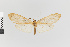  (Ischnocampa nr. hemihyala - Pe-Arc-4448)  @11 [ ] copyright (2025) Gunnar Brehm Friedrich-Schiller-University Jena
