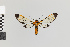  (Cosmosoma nr. bolivari - Pe-Arc-6193)  @11 [ ] copyright (2025) Gunnar Brehm Friedrich-Schiller-University Jena