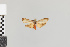  (Talara leucophaea gr - Pe-Arc-7033)  @11 [ ] copyright (2025) Gunnar Brehm Friedrich-Schiller-University Jena