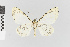  (Callipia antochidaria gr - Pe-Geo-5720)  @11 [ ] copyright (2025) Gunnar Brehm Friedrich-Schiller-University Jena