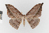  (Oxydia augusta gr - Pe-Geo-5969)  @11 [ ] copyright (2025) Gunnar Brehm Friedrich-Schiller-University Jena