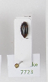  ( - AndDyt-CCDB29046-E07)  @11 [ ] CreativeCommons - Attribution Non-Commercial Share-Alike (2019) SNSB, Staatliche Naturwissenschaftliche Sammlungen Bayerns ZSM (SNSB, Zoologische Staatssammlung Muenchen)