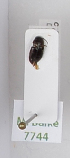  (Celina imitatrix - AndDyt-CCDB29046-G04)  @11 [ ] CreativeCommons - Attribution Non-Commercial Share-Alike (2019) SNSB, Staatliche Naturwissenschaftliche Sammlungen Bayerns ZSM (SNSB, Zoologische Staatssammlung Muenchen)