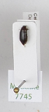  ( - AndDyt-CCDB29046-G05)  @11 [ ] CreativeCommons - Attribution Non-Commercial Share-Alike (2019) SNSB, Staatliche Naturwissenschaftliche Sammlungen Bayerns ZSM (SNSB, Zoologische Staatssammlung Muenchen)
