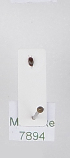  (Leiodytes - AndDyt-CCDB31634-C12)  @11 [ ] CreativeCommons - Attribution Non-Commercial Share-Alike (2019) SNSB, Staatliche Naturwissenschaftliche Sammlungen Bayerns ZSM (SNSB, Zoologische Staatssammlung Muenchen)
