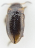  ( - AndDyt-CCDB30550-A01)  @11 [ ] CreativeCommons - Attribution Non-Commercial Share-Alike (2019) SNSB, Staatliche Naturwissenschaftliche Sammlungen Bayerns ZSM (SNSB, Zoologische Staatssammlung Muenchen)