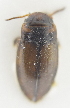  ( - AndDyt-CCDB30550-A02)  @11 [ ] CreativeCommons - Attribution Non-Commercial Share-Alike (2019) SNSB, Staatliche Naturwissenschaftliche Sammlungen Bayerns ZSM (SNSB, Zoologische Staatssammlung Muenchen)
