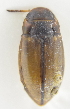  ( - AndDyt-CCDB30550-A05)  @11 [ ] CreativeCommons - Attribution Non-Commercial Share-Alike (2019) SNSB, Staatliche Naturwissenschaftliche Sammlungen Bayerns ZSM (SNSB, Zoologische Staatssammlung Muenchen)