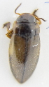  ( - AndDyt-CCDB30550-A06)  @11 [ ] CreativeCommons - Attribution Non-Commercial Share-Alike (2019) SNSB, Staatliche Naturwissenschaftliche Sammlungen Bayerns ZSM (SNSB, Zoologische Staatssammlung Muenchen)