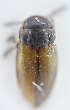  ( - AndDyt-CCDB30550-A11)  @11 [ ] CreativeCommons - Attribution Non-Commercial Share-Alike (2019) SNSB, Staatliche Naturwissenschaftliche Sammlungen Bayerns ZSM (SNSB, Zoologische Staatssammlung Muenchen)