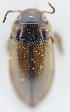  ( - AndDyt-CCDB30550-A12)  @11 [ ] CreativeCommons - Attribution Non-Commercial Share-Alike (2019) SNSB, Staatliche Naturwissenschaftliche Sammlungen Bayerns ZSM (SNSB, Zoologische Staatssammlung Muenchen)