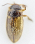  ( - AndDyt-CCDB30550-B02)  @11 [ ] CreativeCommons - Attribution Non-Commercial Share-Alike (2019) SNSB, Staatliche Naturwissenschaftliche Sammlungen Bayerns ZSM (SNSB, Zoologische Staatssammlung Muenchen)