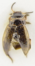  ( - AndDyt-CCDB30550-B03)  @11 [ ] CreativeCommons - Attribution Non-Commercial Share-Alike (2019) SNSB, Staatliche Naturwissenschaftliche Sammlungen Bayerns ZSM (SNSB, Zoologische Staatssammlung Muenchen)
