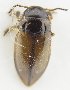  ( - AndDyt-CCDB30550-B06)  @11 [ ] CreativeCommons - Attribution Non-Commercial Share-Alike (2019) SNSB, Staatliche Naturwissenschaftliche Sammlungen Bayerns ZSM (SNSB, Zoologische Staatssammlung Muenchen)