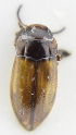  ( - AndDyt-CCDB30550-B07)  @11 [ ] CreativeCommons - Attribution Non-Commercial Share-Alike (2019) SNSB, Staatliche Naturwissenschaftliche Sammlungen Bayerns ZSM (SNSB, Zoologische Staatssammlung Muenchen)