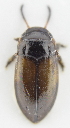  ( - AndDyt-CCDB30550-B08)  @11 [ ] CreativeCommons - Attribution Non-Commercial Share-Alike (2019) SNSB, Staatliche Naturwissenschaftliche Sammlungen Bayerns ZSM (SNSB, Zoologische Staatssammlung Muenchen)