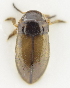  ( - AndDyt-CCDB30550-B10)  @11 [ ] CreativeCommons - Attribution Non-Commercial Share-Alike (2019) SNSB, Staatliche Naturwissenschaftliche Sammlungen Bayerns ZSM (SNSB, Zoologische Staatssammlung Muenchen)