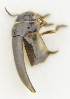 (Liodessus bogotensis matarredonda - AndDyt-CCDB30550-B11)  @11 [ ] CreativeCommons - Attribution Non-Commercial Share-Alike (2019) SNSB, Staatliche Naturwissenschaftliche Sammlungen Bayerns ZSM (SNSB, Zoologische Staatssammlung Muenchen)