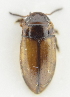  ( - AndDyt-CCDB30550-B12)  @11 [ ] CreativeCommons - Attribution Non-Commercial Share-Alike (2019) SNSB, Staatliche Naturwissenschaftliche Sammlungen Bayerns ZSM (SNSB, Zoologische Staatssammlung Muenchen)
