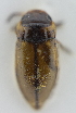  ( - AndDyt-CCDB30550-F01)  @11 [ ] CreativeCommons - Attribution Non-Commercial Share-Alike (2019) SNSB, Staatliche Naturwissenschaftliche Sammlungen Bayerns ZSM (SNSB, Zoologische Staatssammlung Muenchen)