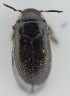  ( - AndDyt-CCDB30551-A01)  @11 [ ] CreativeCommons - Attribution Non-Commercial Share-Alike (2019) SNSB, Staatliche Naturwissenschaftliche Sammlungen Bayerns ZSM (SNSB, Zoologische Staatssammlung Muenchen)