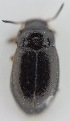  ( - AndDyt-CCDB30551-A07)  @11 [ ] CreativeCommons - Attribution Non-Commercial Share-Alike (2019) SNSB, Staatliche Naturwissenschaftliche Sammlungen Bayerns ZSM (SNSB, Zoologische Staatssammlung Muenchen)