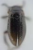  ( - AndDyt-CCDB30551-B02)  @11 [ ] CreativeCommons - Attribution Non-Commercial Share-Alike (2019) SNSB, Staatliche Naturwissenschaftliche Sammlungen Bayerns ZSM (SNSB, Zoologische Staatssammlung Muenchen)