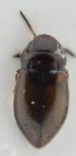  ( - AndDyt-CCDB30551-E11)  @11 [ ] CreativeCommons - Attribution Non-Commercial Share-Alike (2019) SNSB, Staatliche Naturwissenschaftliche Sammlungen Bayerns ZSM (SNSB, Zoologische Staatssammlung Muenchen)