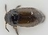  ( - AndDyt-CCDB30544-A02)  @11 [ ] CreativeCommons - Attribution Non-Commercial Share-Alike (2019) SNSB, Staatliche Naturwissenschaftliche Sammlungen Bayerns ZSM (SNSB, Zoologische Staatssammlung Muenchen)