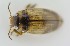  ( - AndDyt-CCDB30544-B11)  @11 [ ] CreativeCommons - Attribution Non-Commercial Share-Alike (2019) SNSB, Staatliche Naturwissenschaftliche Sammlungen Bayerns ZSM (SNSB, Zoologische Staatssammlung Muenchen)