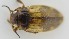  ( - AndDyt-CCDB30544-C07)  @11 [ ] CreativeCommons - Attribution Non-Commercial Share-Alike (2019) SNSB, Staatliche Naturwissenschaftliche Sammlungen Bayerns ZSM (SNSB, Zoologische Staatssammlung Muenchen)
