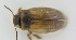  ( - AndDyt-CCDB30544-C08)  @11 [ ] CreativeCommons - Attribution Non-Commercial Share-Alike (2019) SNSB, Staatliche Naturwissenschaftliche Sammlungen Bayerns ZSM (SNSB, Zoologische Staatssammlung Muenchen)