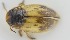  ( - AndDyt-CCDB30544-C10)  @11 [ ] CreativeCommons - Attribution Non-Commercial Share-Alike (2019) SNSB, Staatliche Naturwissenschaftliche Sammlungen Bayerns ZSM (SNSB, Zoologische Staatssammlung Muenchen)