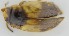  ( - AndDyt-CCDB30544-D04)  @11 [ ] CreativeCommons - Attribution Non-Commercial Share-Alike (2019) SNSB, Staatliche Naturwissenschaftliche Sammlungen Bayerns ZSM (SNSB, Zoologische Staatssammlung Muenchen)