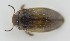  ( - AndDyt-CCDB30544-E03)  @11 [ ] CreativeCommons - Attribution Non-Commercial Share-Alike (2019) SNSB, Staatliche Naturwissenschaftliche Sammlungen Bayerns ZSM (SNSB, Zoologische Staatssammlung Muenchen)